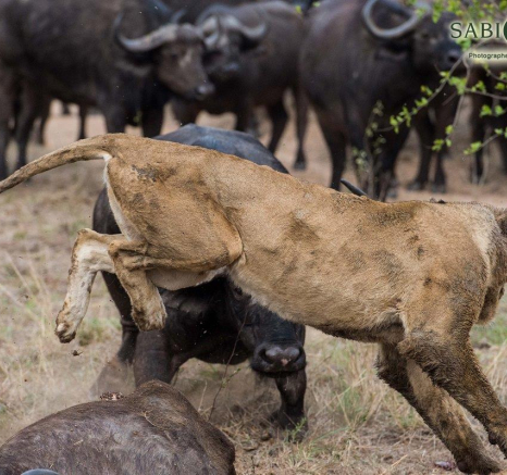 12Terry Ennever Lion Buffalo 11 Final 12Terry Ennever Lion Buffalo 11 Final