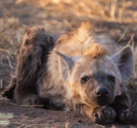 21Frederik Aucamp Spotted Hyena Cubs 05 07 2019 1 Final 21Frederik Aucamp Spotted Hyena Cubs 05 07 2019 1 Final