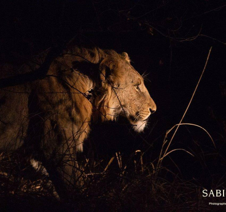 24Frederik Aucamp SP Lions Plus Three Others 04 08 2019 Final 24Frederik Aucamp SP Lions Plus Three Others 04 08 2019 Final