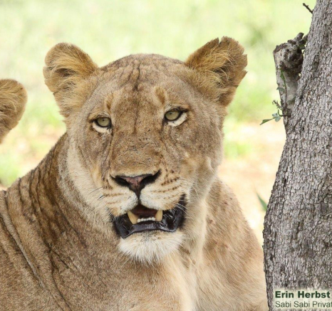 A21Erin Herbst Kambula 3 131221 Final A21Erin Herbst Kambula 3 131221 Final