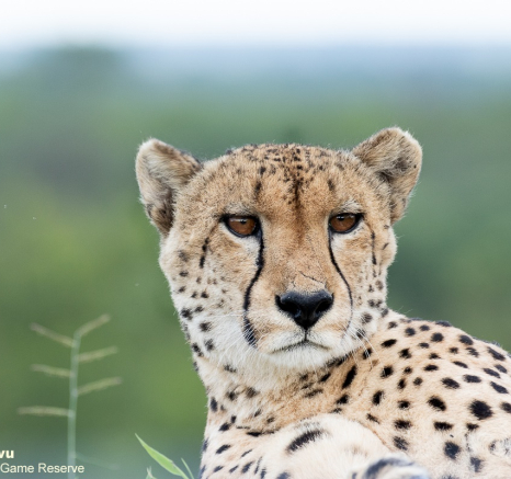 A34andries Cheetah 211221 2 Final A34andries Cheetah 211221 2 Final