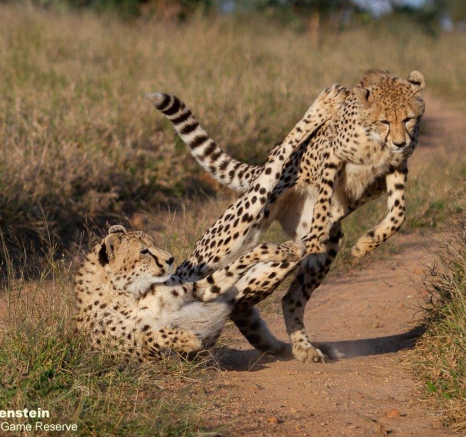 A05Daniel Greyvenstein Cheetah And Cub 150622 8 Final A05Daniel Greyvenstein Cheetah And Cub 150622 8 Final