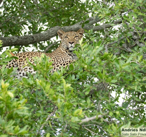 B05andries Leopard.kigelia 3 Final B05andries Leopard.kigelia 3 Final