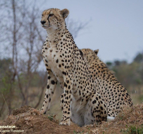 a37Daniel-Greyvenstein-Cheetah-and-Cub-070922-3-final.jpg A37Daniel Greyvenstein Cheetah And Cub 070922 3 Final
