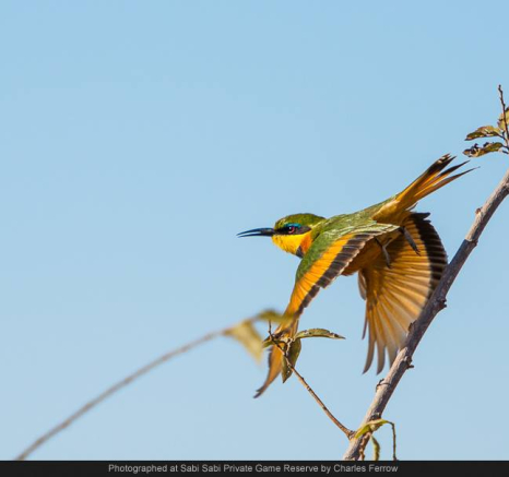 10463820 699632120084442 7699340237241531 O