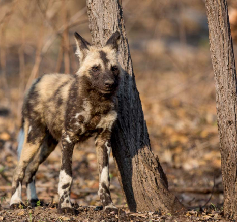 27Pravir Patel Wild Dog03 100915 27Pravir Patel Wild Dog03 100915