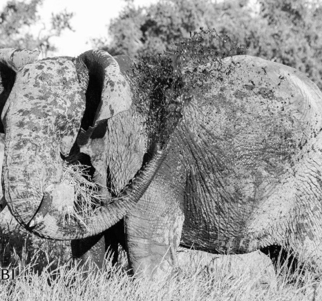 09Kevan Dobbie Elephant Mud Final 09Kevan Dobbie Elephant Mud Final