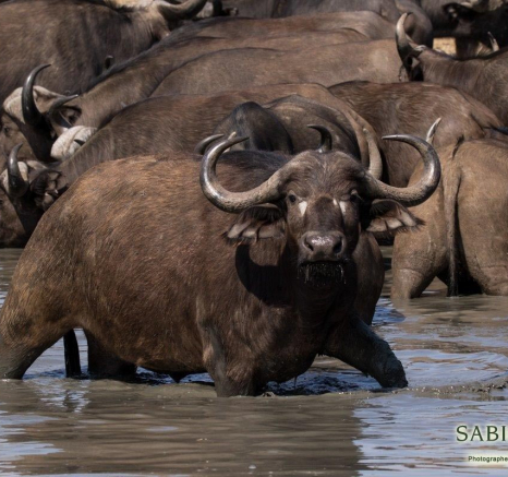 03Franscois Rosslee Buff 170817 1 Of 1 Final