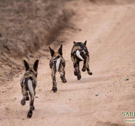 07Frederik Aucamp Wild Dogs 02 11 2018 1 Final