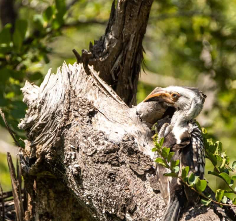 04Kevin Van Der Linde Southern Yellow Billed Hornbill Blog 3 Final