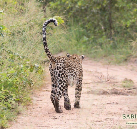29Frederik Aucamp Msuthlu Female Leopard 10 03 2019 Final 29Frederik Aucamp Msuthlu Female Leopard 10 03 2019 Final