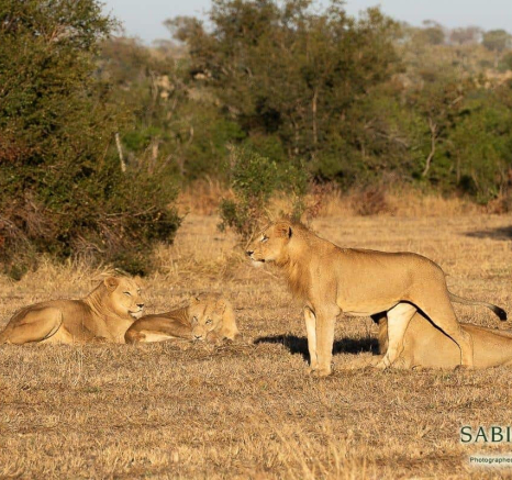 11Kevin Van Der Linde Lions New Young Males 11062019 Sigma 70 200 5 Final 11Kevin Van Der Linde Lions New Young Males 11062019 Sigma 70 200 5 Final