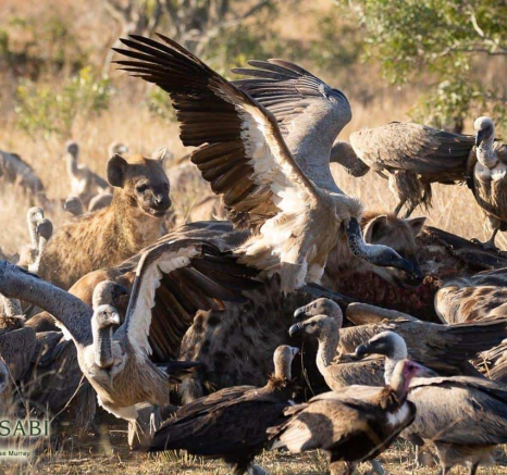 28Louise Murray Giraffe Kill 23062019 4 Final 28Louise Murray Giraffe Kill 23062019 4 Final
