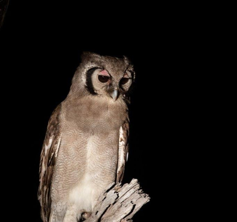 04Kevin Van Der Linde Verreauxs Eagle Owl 02072019 Final 04Kevin Van Der Linde Verreauxs Eagle Owl 02072019 Final