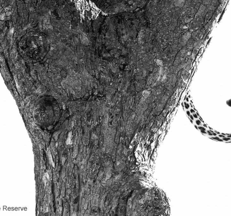 33Ally Ross 20200319 Kegilia 01 Bw Final