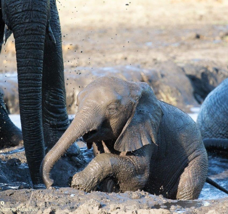 36ronald Mutero Elephant 13112020 5 Final