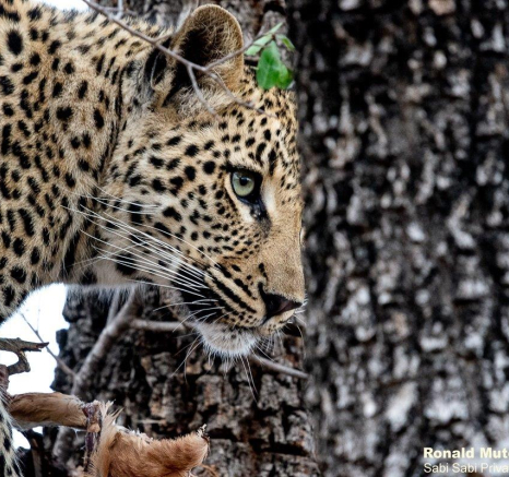 A22Ronald Mutero Ntsumi And Cub 30092021 6 Final