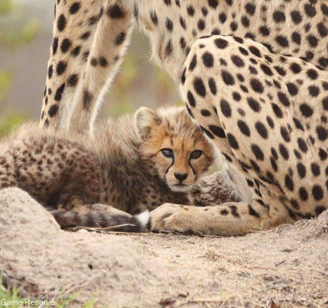 B03Erin Herbst Cheetah 4 191021 Final B03Erin Herbst Cheetah 4 191021 Final