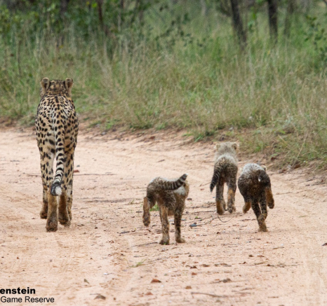 B08Daniel Greyvenstein Cheetah And Cubs 200527 8 Final B08Daniel Greyvenstein Cheetah And Cubs 200527 8 Final