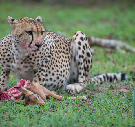 Cheetahkill.Terry  Cheetahkill.Terry