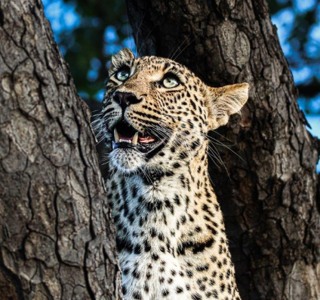 B13Coenraad Stapelberg Golonyi 031122 2 Final