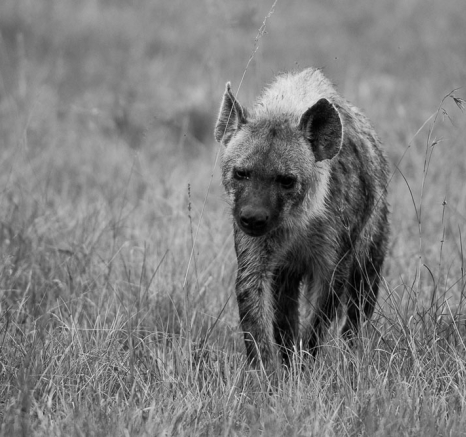 Hyena Hyena