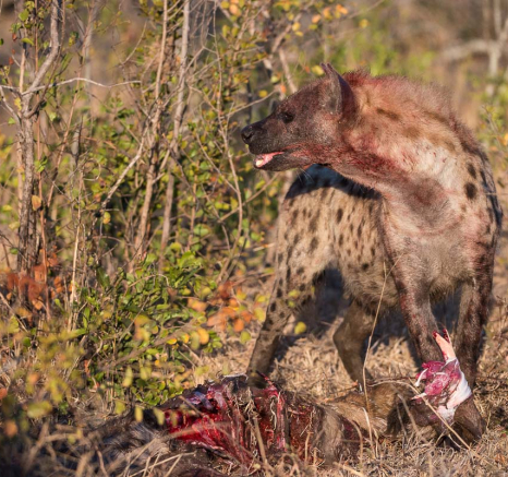 14Hyena Terry 1 14Hyena Terry 1