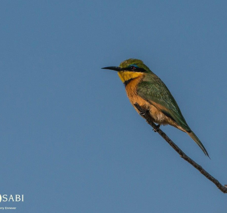 03Terry Ennever Little Bee Eater 1 Final 03Terry Ennever Little Bee Eater 1 Final
