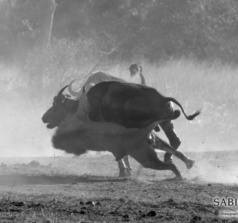 11Kyle 2 Sep Tsalala Vs Buffalo 16 Final 11Kyle 2 Sep Tsalala Vs Buffalo 16 Final