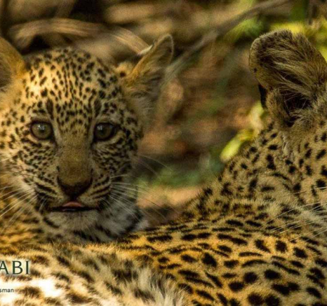 34Greg Heasman Female Leopard Cub Little Bush Female 31 03 18 4 Final 34Greg Heasman Female Leopard Cub Little Bush Female 31 03 18 4 Final