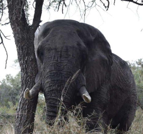 22Maryke Nel Ele SC 22052019 Final 22Maryke Nel Ele SC 22052019 Final