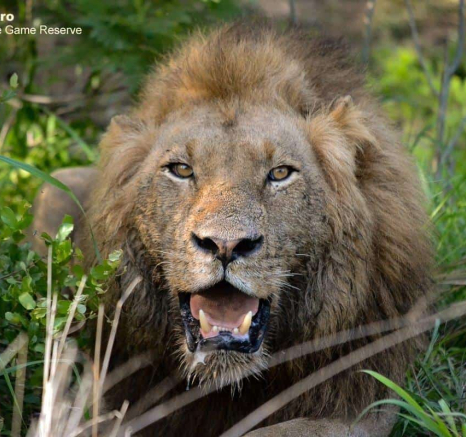 32Ronald Mutero Nwaxishaka 112019 5 Final