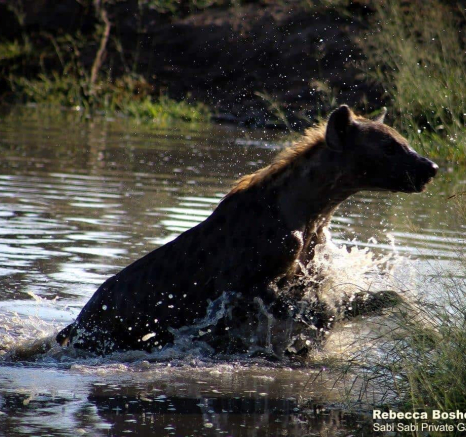 04Rebecca Boshoff Hyaena 4 Final 04Rebecca Boshoff Hyaena 4 Final