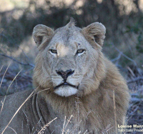 32Louise Murray Nwas 07062020 Final