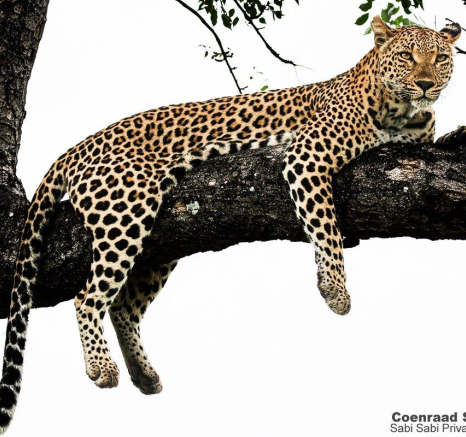 A07Coenraad Stapelberg Ntsumi 201222 4 Final