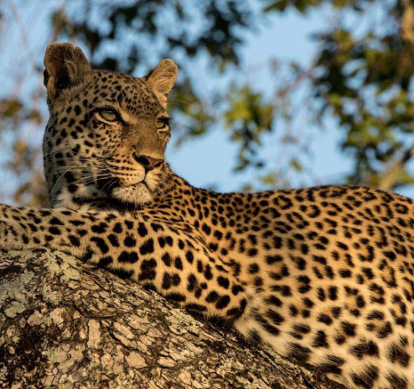 28Mike L Lbc Hyena 2