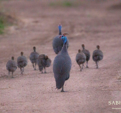10Frederik Aucamp Helmeted Guineafowl 16 05 2019 10 Final