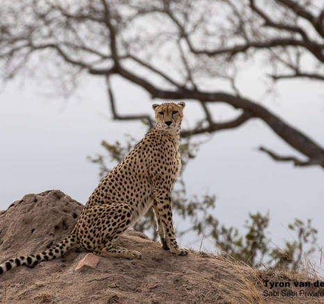 14Tyron Van Der Walt Male Cheetah 26092019 3 Final 14Tyron Van Der Walt Male Cheetah 26092019 3 Final
