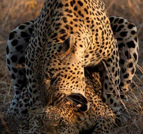 33Kevin Van Der Linde Leopard Xovo Postmans 06102019 3 Final 33Kevin Van Der Linde Leopard Xovo Postmans 06102019 3 Final
