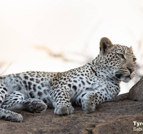 18Tyron Van Der Walt Schotias Cub 240820 3 Final