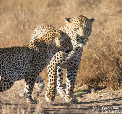 30Tyron Van Der Walt Mating Leopards 260721 4 Final 30Tyron Van Der Walt Mating Leopards 260721 4 Final