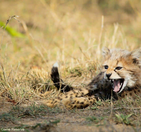 A41Ally Ross 20211020 Cheetah Cub 03 Final A41Ally Ross 20211020 Cheetah Cub 03 Final