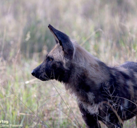 A22David Den Hartog Wild Dog 21 04 2022 1 Edit Final A22David Den Hartog Wild Dog 21 04 2022 1 Edit Final