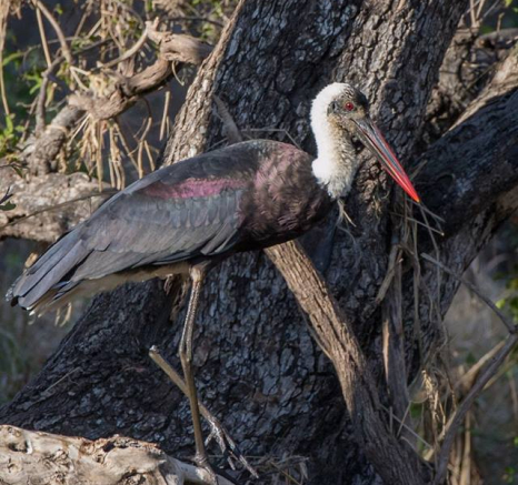 1782179 742797142434606 1468778278149295774 N