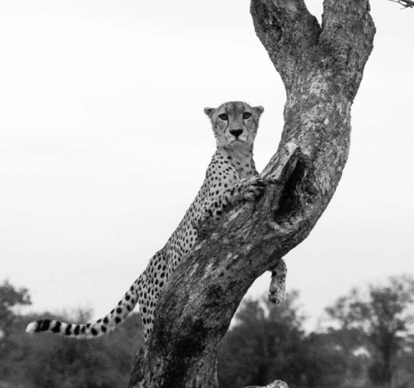 25Matthew Dyson Cheetah 25Matthew Dyson Cheetah