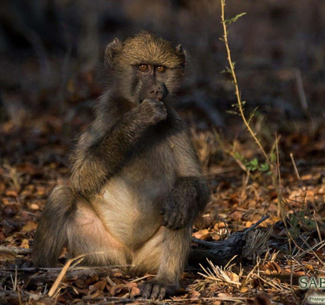 12Sheldon Hooper Baboon 3 Final