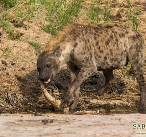 18Franscois Rosslee Hyena Final 18Franscois Rosslee Hyena Final