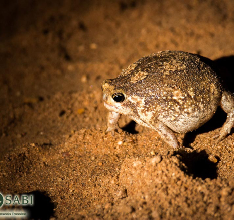 31 Franscois Rosslee Brainfrog 2 31 Franscois Rosslee Brainfrog 2