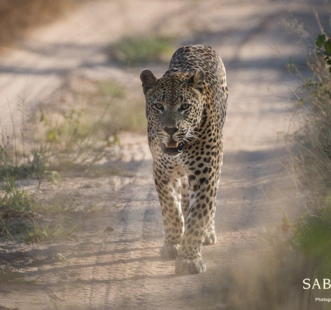 05Terry Ennever Max Lbccub 10517 Final