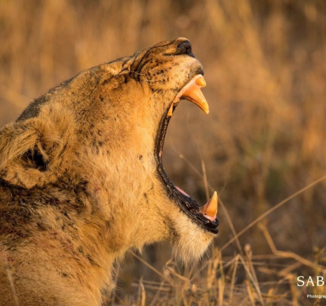 34Kyle 26 June Sp Light 3 Final